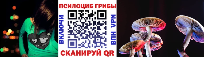 Купить  Новосибирск  Псилоцибиновые грибы Psilocybe 